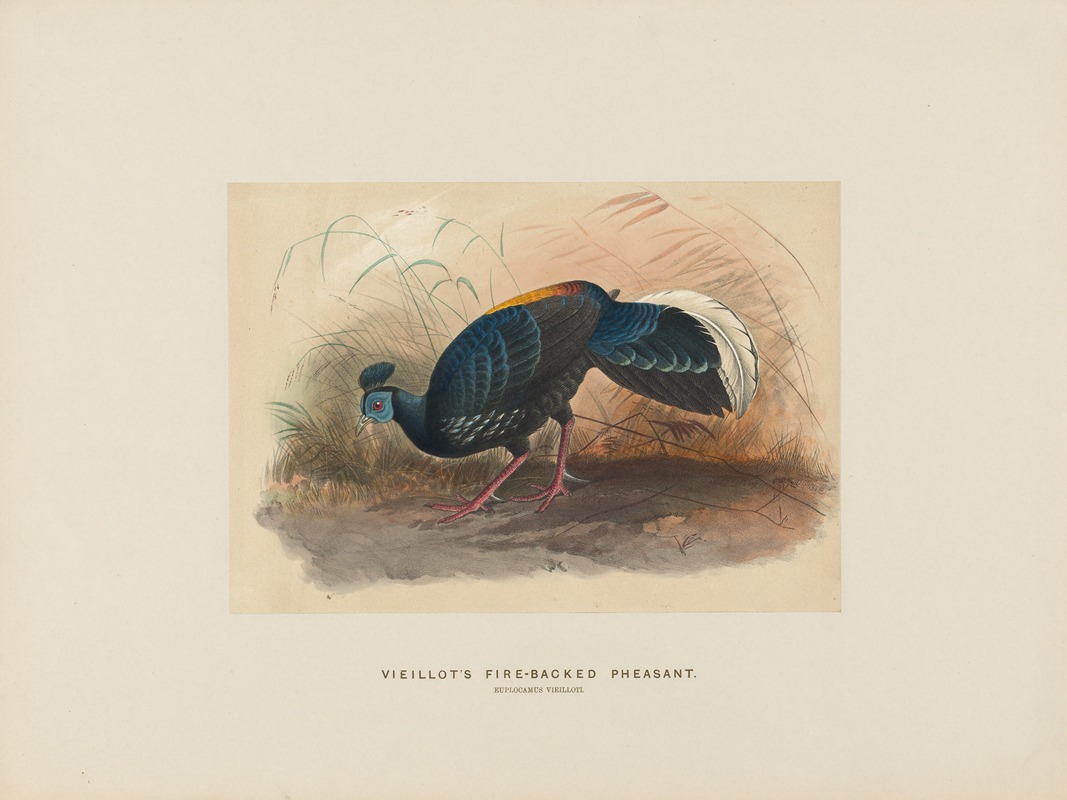 Joseph Wolf - Vieillot’s Fire-backed Pheasant
