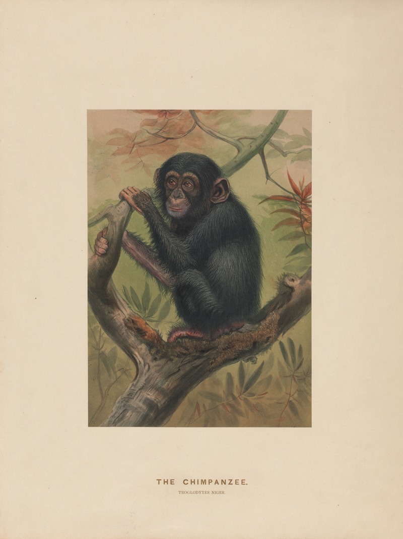Joseph Wolf - The Chimpanzee