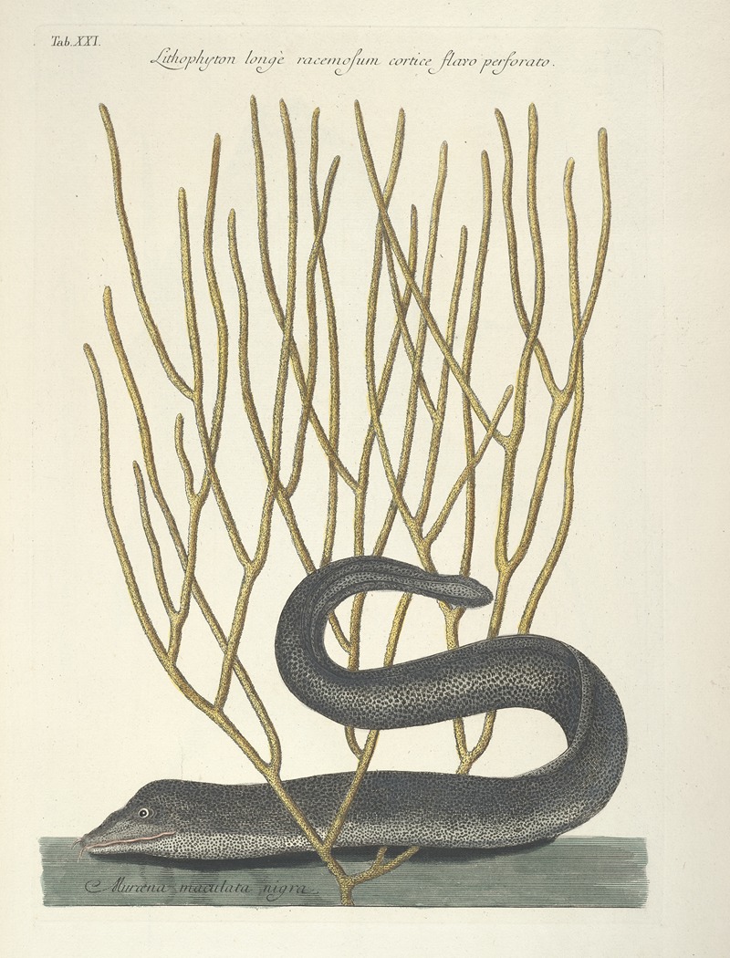 Mark Catesby - Piscium, serpentum, insectorum, aliorumque nonnullorum animalum nec non plantarum quarundam imagines Pl.021