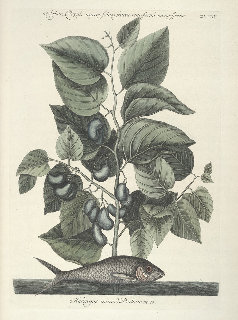 Mark Catesby - Piscium, serpentum, insectorum, aliorumque nonnullorum animalum nec non plantarum quarundam imagines Pl.024