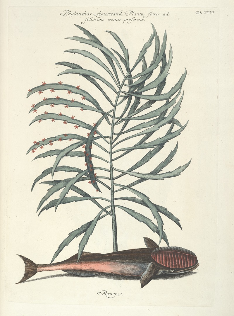 Mark Catesby - Piscium, serpentum, insectorum, aliorumque nonnullorum animalum nec non plantarum quarundam imagines Pl.026