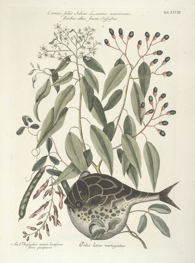 Mark Catesby - Piscium, serpentum, insectorum, aliorumque nonnullorum animalum nec non plantarum quarundam imagines Pl.028
