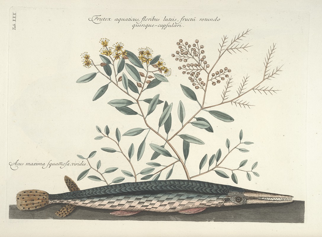 Mark Catesby - Piscium, serpentum, insectorum, aliorumque nonnullorum animalum nec non plantarum quarundam imagines Pl.030