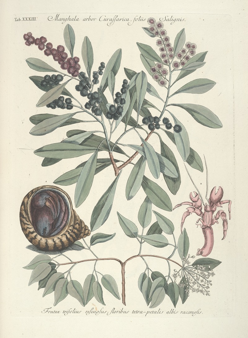 Mark Catesby - Piscium, serpentum, insectorum, aliorumque nonnullorum animalum nec non plantarum quarundam imagines Pl.033