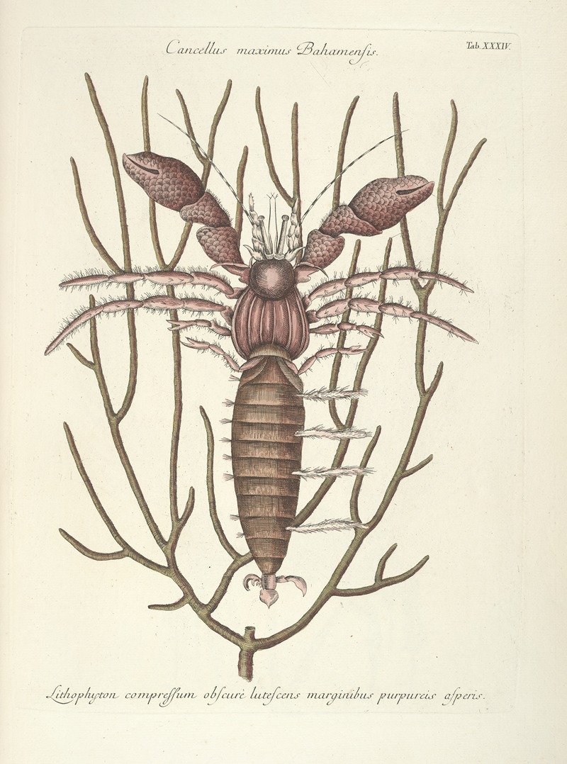 Mark Catesby - Piscium, serpentum, insectorum, aliorumque nonnullorum animalum nec non plantarum quarundam imagines Pl.034