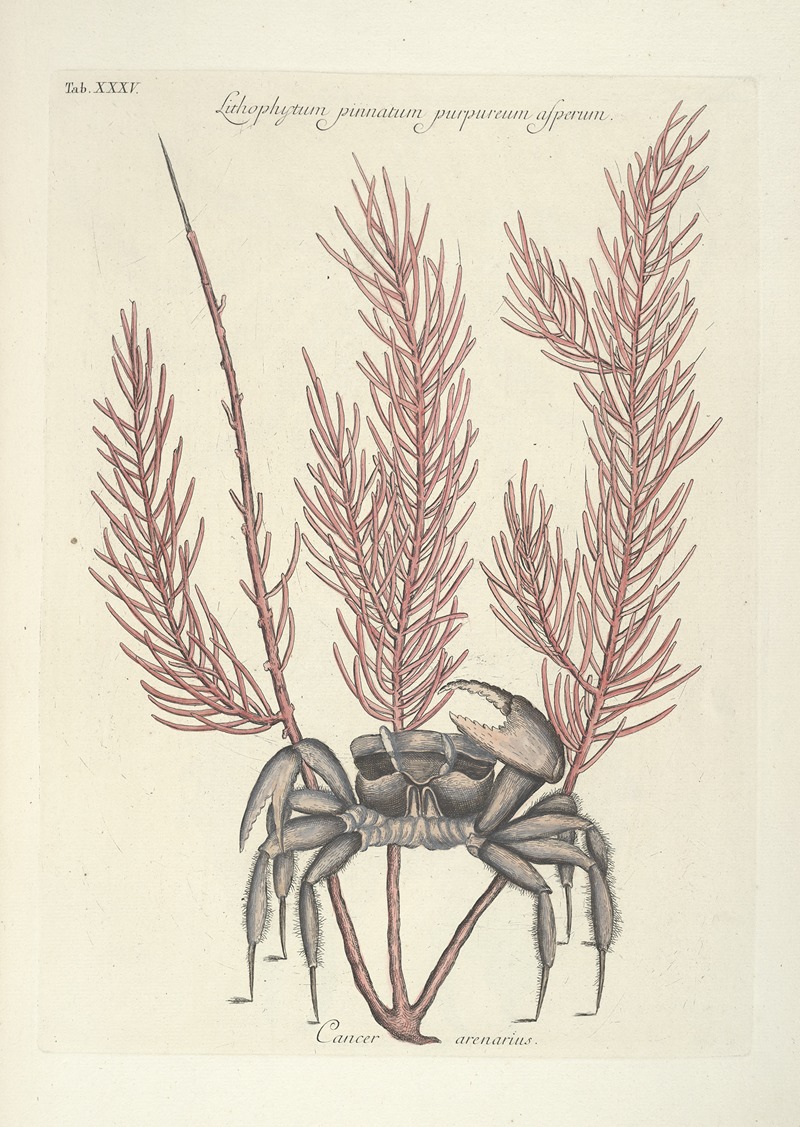 Mark Catesby - Piscium, serpentum, insectorum, aliorumque nonnullorum animalum nec non plantarum quarundam imagines Pl.035