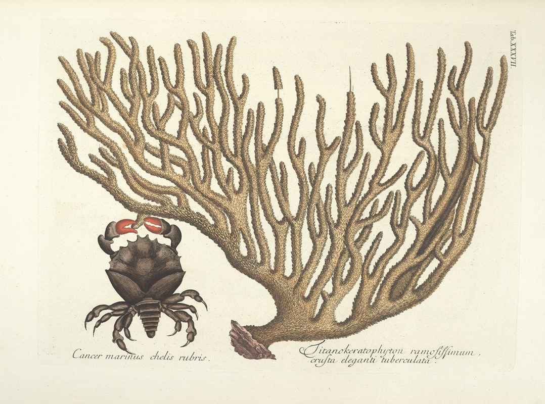 Mark Catesby - Piscium, serpentum, insectorum, aliorumque nonnullorum animalum nec non plantarum quarundam imagines Pl.037
