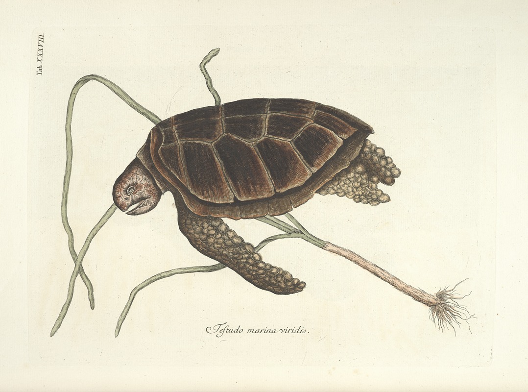 Mark Catesby - Piscium, serpentum, insectorum, aliorumque nonnullorum animalum nec non plantarum quarundam imagines Pl.038