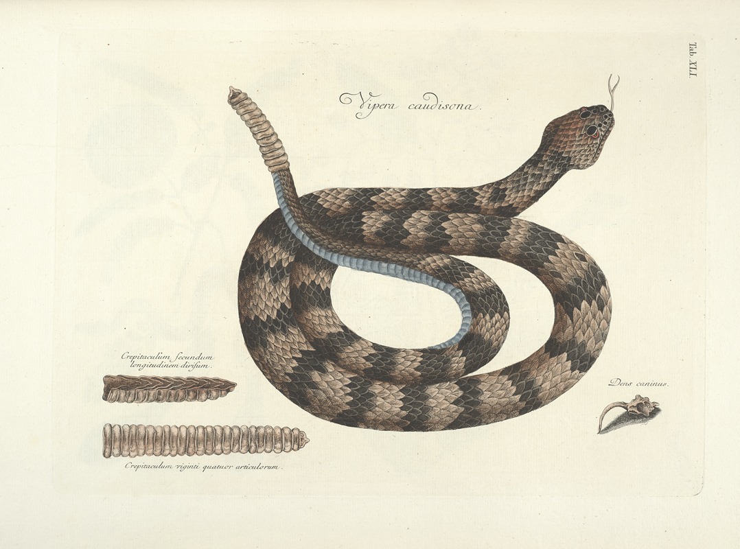 Mark Catesby - Piscium, serpentum, insectorum, aliorumque nonnullorum animalum nec non plantarum quarundam imagines Pl.041
