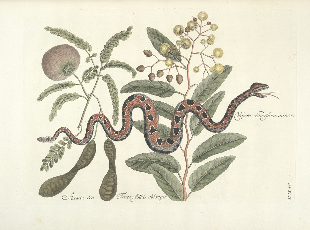 Mark Catesby - Piscium, serpentum, insectorum, aliorumque nonnullorum animalum nec non plantarum quarundam imagines Pl.042