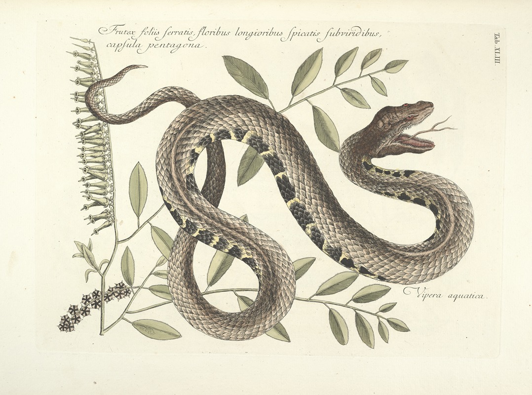 Mark Catesby - Piscium, serpentum, insectorum, aliorumque nonnullorum animalum nec non plantarum quarundam imagines Pl.043