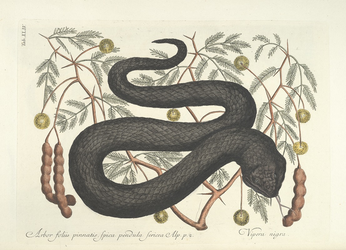 Mark Catesby - Piscium, serpentum, insectorum, aliorumque nonnullorum animalum nec non plantarum quarundam imagines Pl.044