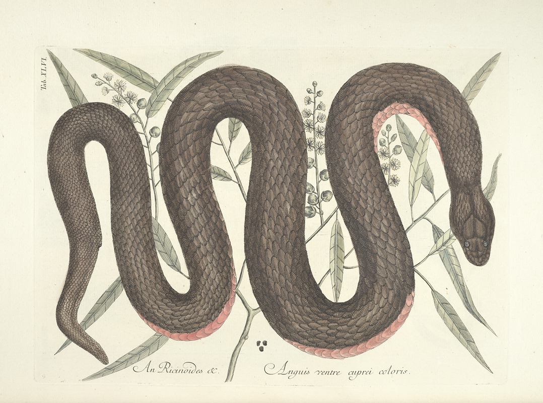 Mark Catesby - Piscium, serpentum, insectorum, aliorumque nonnullorum animalum nec non plantarum quarundam imagines Pl.046