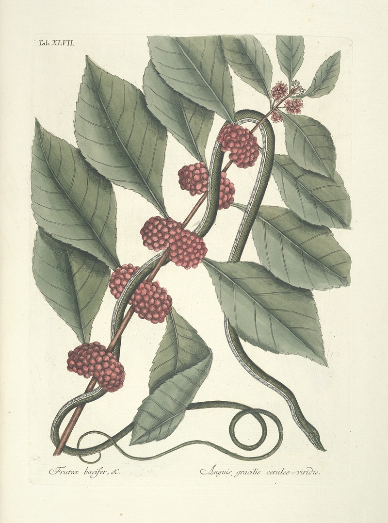 Mark Catesby - Piscium, serpentum, insectorum, aliorumque nonnullorum animalum nec non plantarum quarundam imagines Pl.047