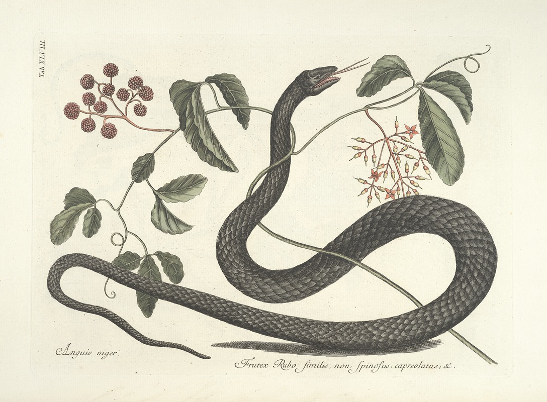 Mark Catesby - Piscium, serpentum, insectorum, aliorumque nonnullorum animalum nec non plantarum quarundam imagines Pl.048
