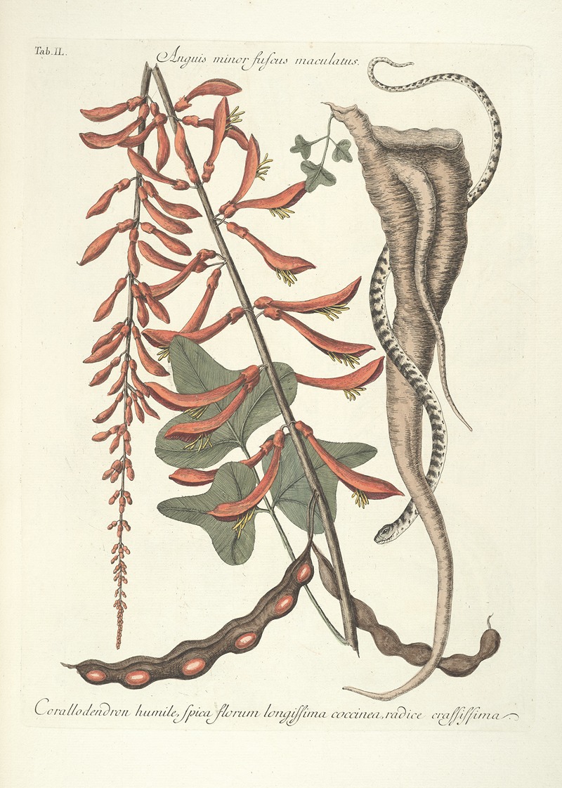 Mark Catesby - Piscium, serpentum, insectorum, aliorumque nonnullorum animalum nec non plantarum quarundam imagines Pl.049