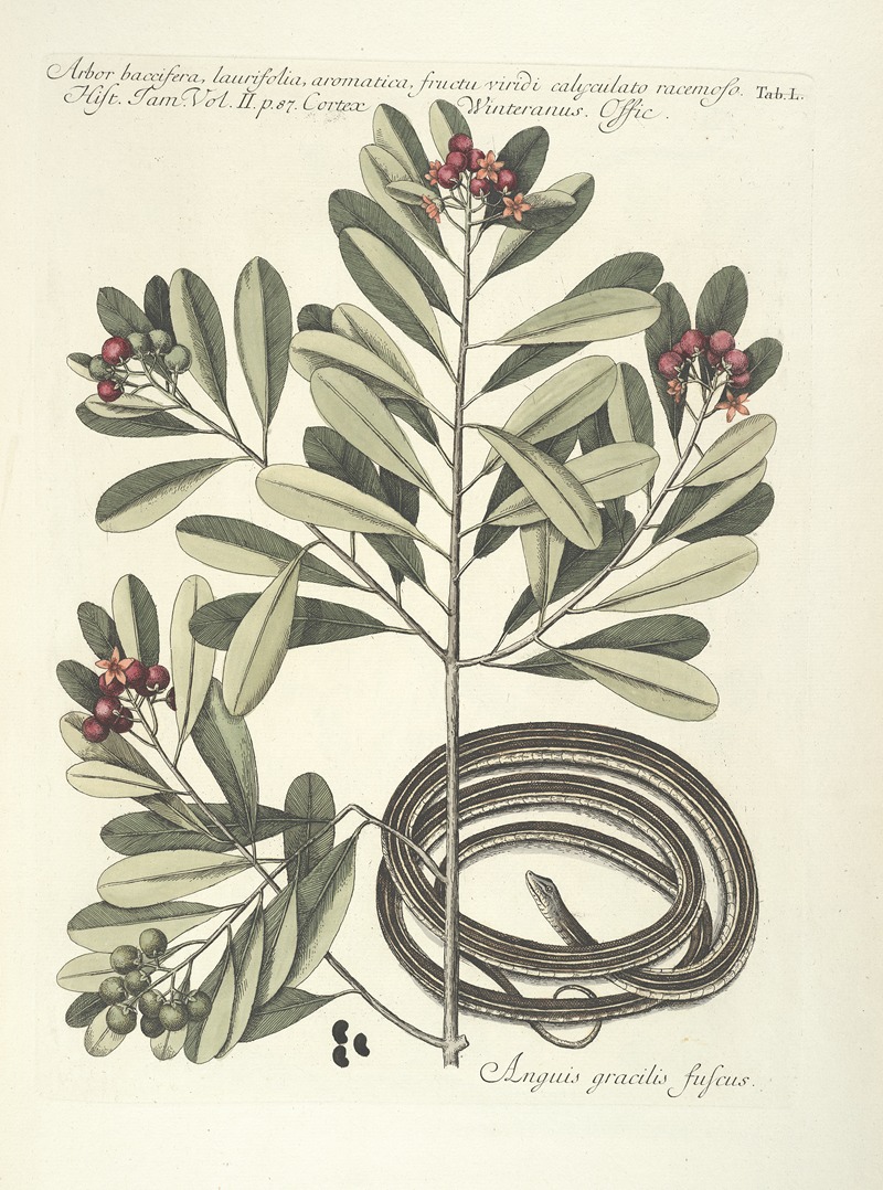 Mark Catesby - Piscium, serpentum, insectorum, aliorumque nonnullorum animalum nec non plantarum quarundam imagines Pl.050