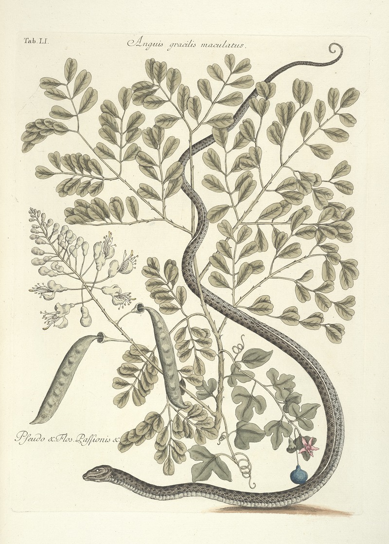 Mark Catesby - Piscium, serpentum, insectorum, aliorumque nonnullorum animalum nec non plantarum quarundam imagines Pl.051