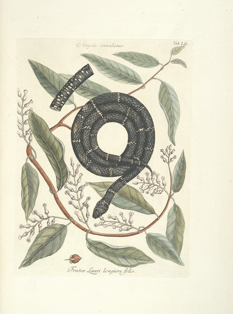 Mark Catesby - Piscium, serpentum, insectorum, aliorumque nonnullorum animalum nec non plantarum quarundam imagines Pl.052