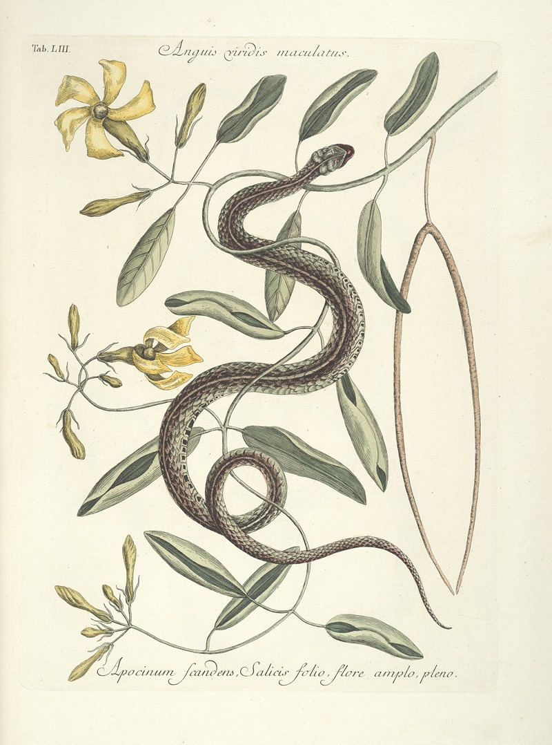 Mark Catesby - Piscium, serpentum, insectorum, aliorumque nonnullorum animalum nec non plantarum quarundam imagines Pl.053