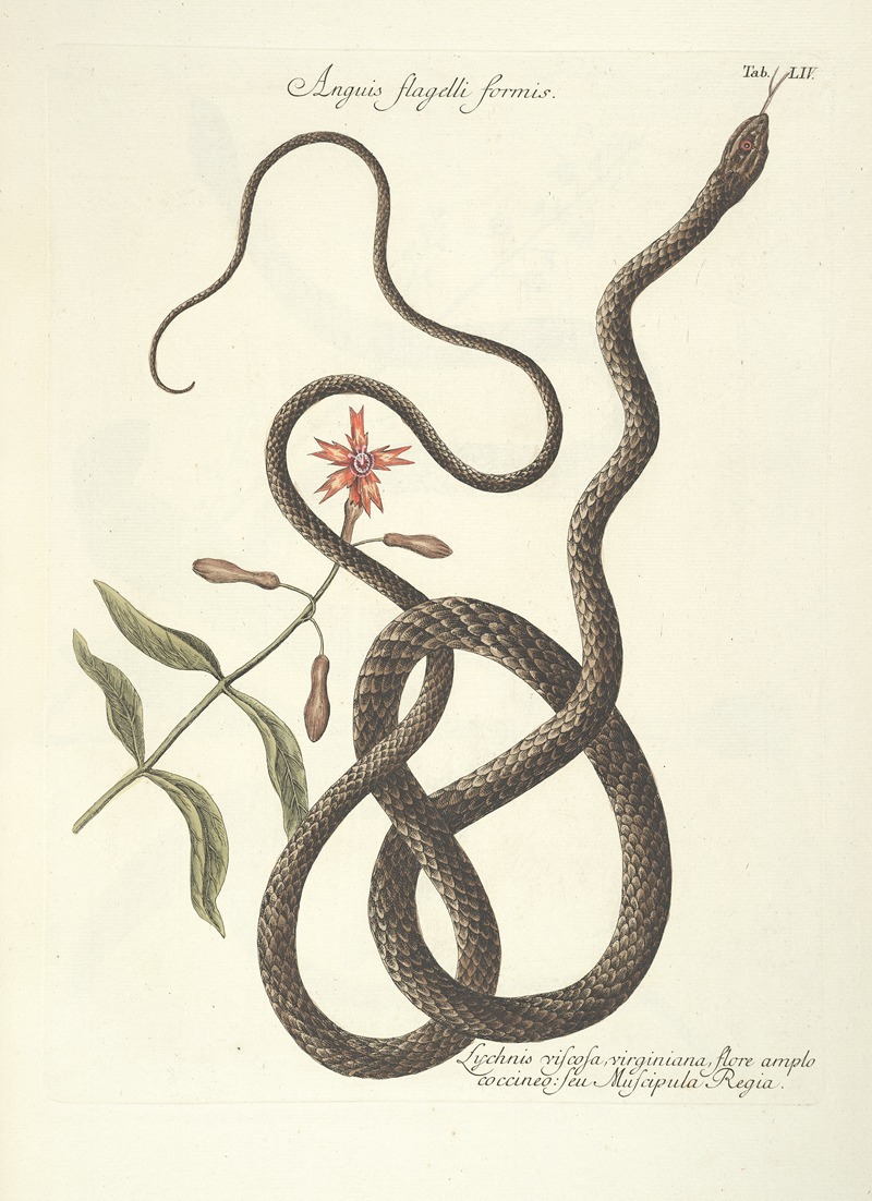 Mark Catesby - Piscium, serpentum, insectorum, aliorumque nonnullorum animalum nec non plantarum quarundam imagines Pl.054