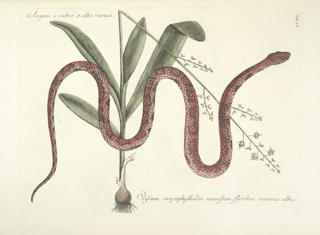 Mark Catesby - Piscium, serpentum, insectorum, aliorumque nonnullorum animalum nec non plantarum quarundam imagines Pl.055
