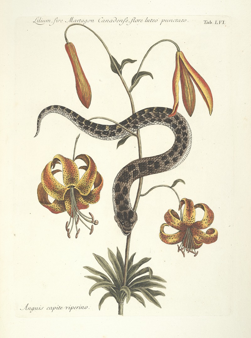 Mark Catesby - Piscium, serpentum, insectorum, aliorumque nonnullorum animalum nec non plantarum quarundam imagines Pl.056