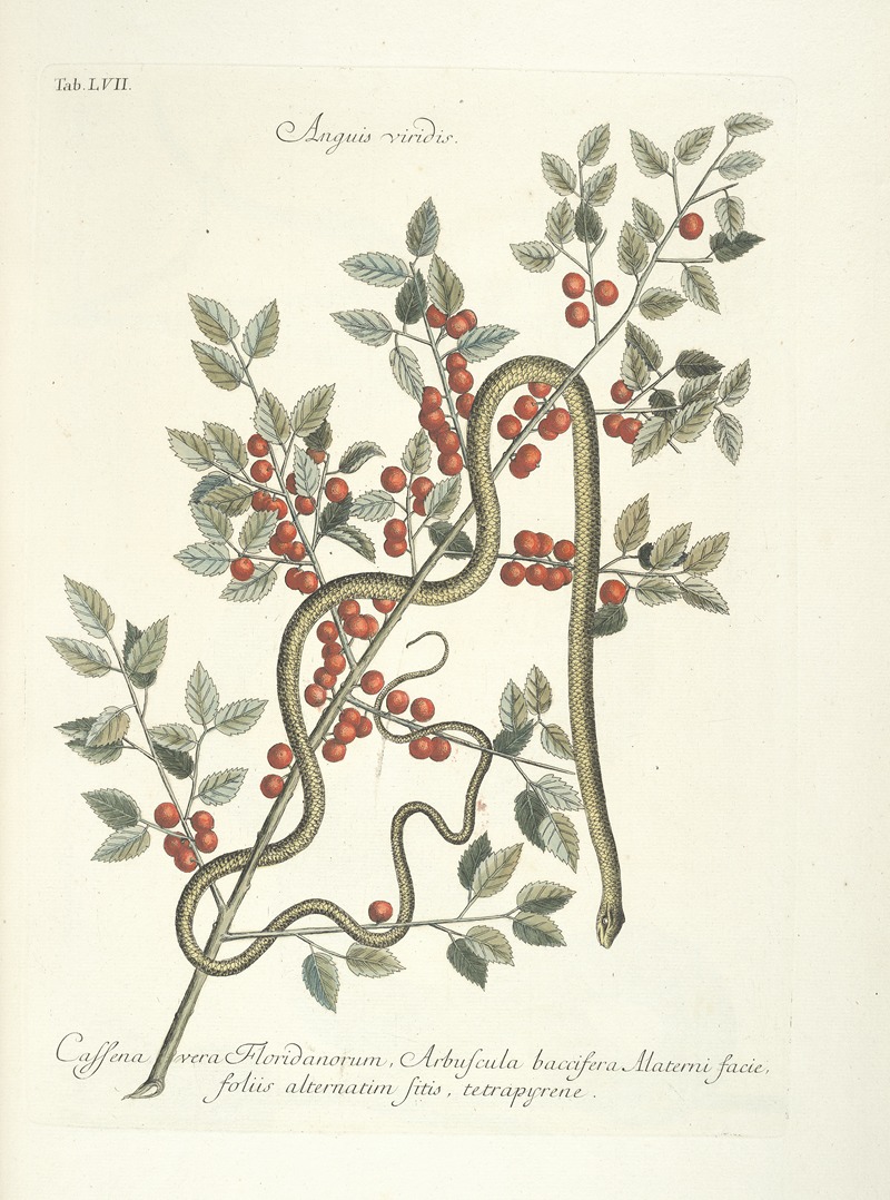 Mark Catesby - Piscium, serpentum, insectorum, aliorumque nonnullorum animalum nec non plantarum quarundam imagines Pl.057