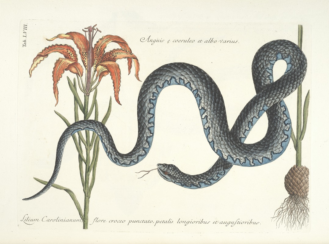 Mark Catesby - Piscium, serpentum, insectorum, aliorumque nonnullorum animalum nec non plantarum quarundam imagines Pl.058