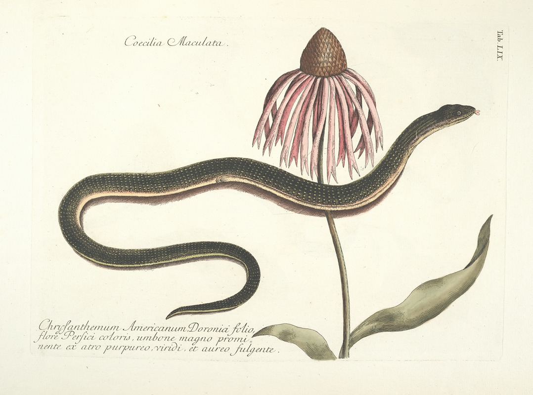 Mark Catesby - Piscium, serpentum, insectorum, aliorumque nonnullorum animalum nec non plantarum quarundam imagines Pl.059