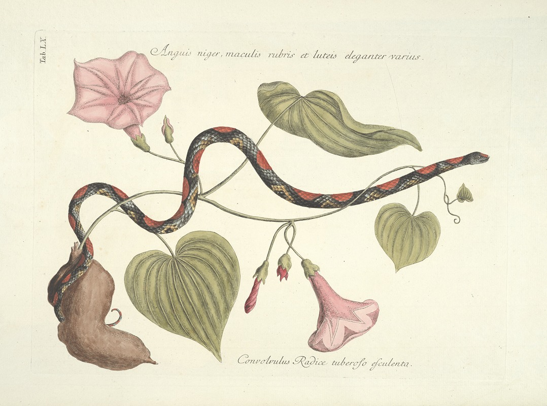Mark Catesby - Piscium, serpentum, insectorum, aliorumque nonnullorum animalum nec non plantarum quarundam imagines Pl.060