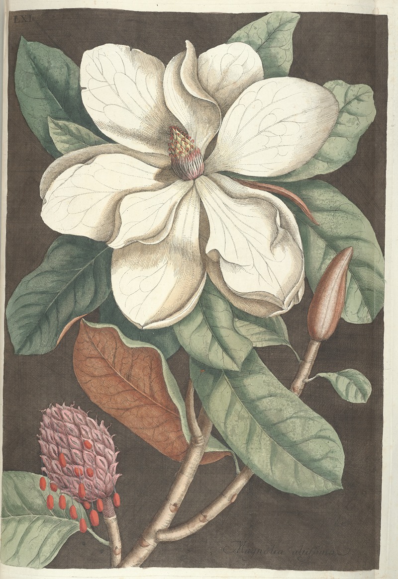 Mark Catesby - Piscium, serpentum, insectorum, aliorumque nonnullorum animalum nec non plantarum quarundam imagines Pl.061