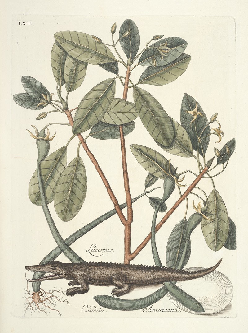 Mark Catesby - Piscium, serpentum, insectorum, aliorumque nonnullorum animalum nec non plantarum quarundam imagines Pl.063