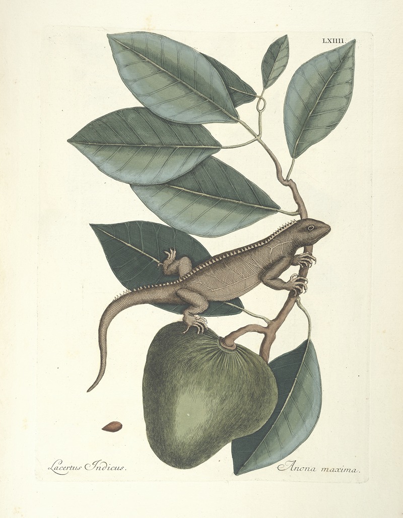 Mark Catesby - Piscium, serpentum, insectorum, aliorumque nonnullorum animalum nec non plantarum quarundam imagines Pl.064