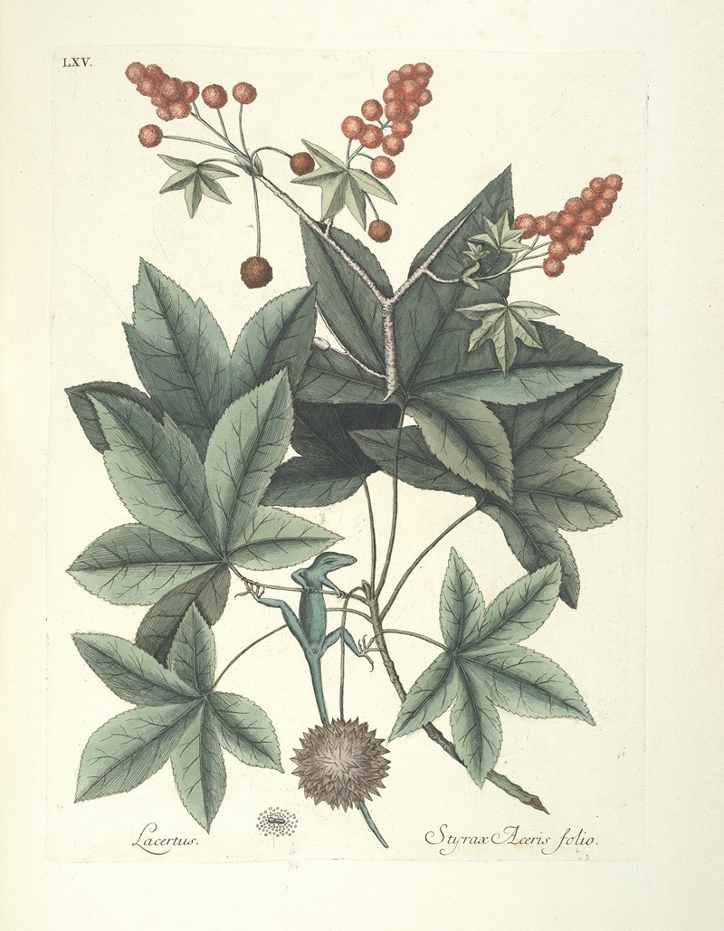 Mark Catesby - Piscium, serpentum, insectorum, aliorumque nonnullorum animalum nec non plantarum quarundam imagines Pl.065