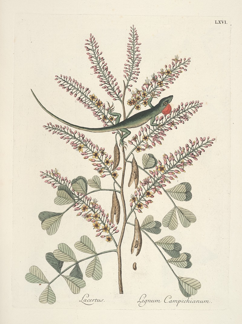 Mark Catesby - Piscium, serpentum, insectorum, aliorumque nonnullorum animalum nec non plantarum quarundam imagines Pl.066