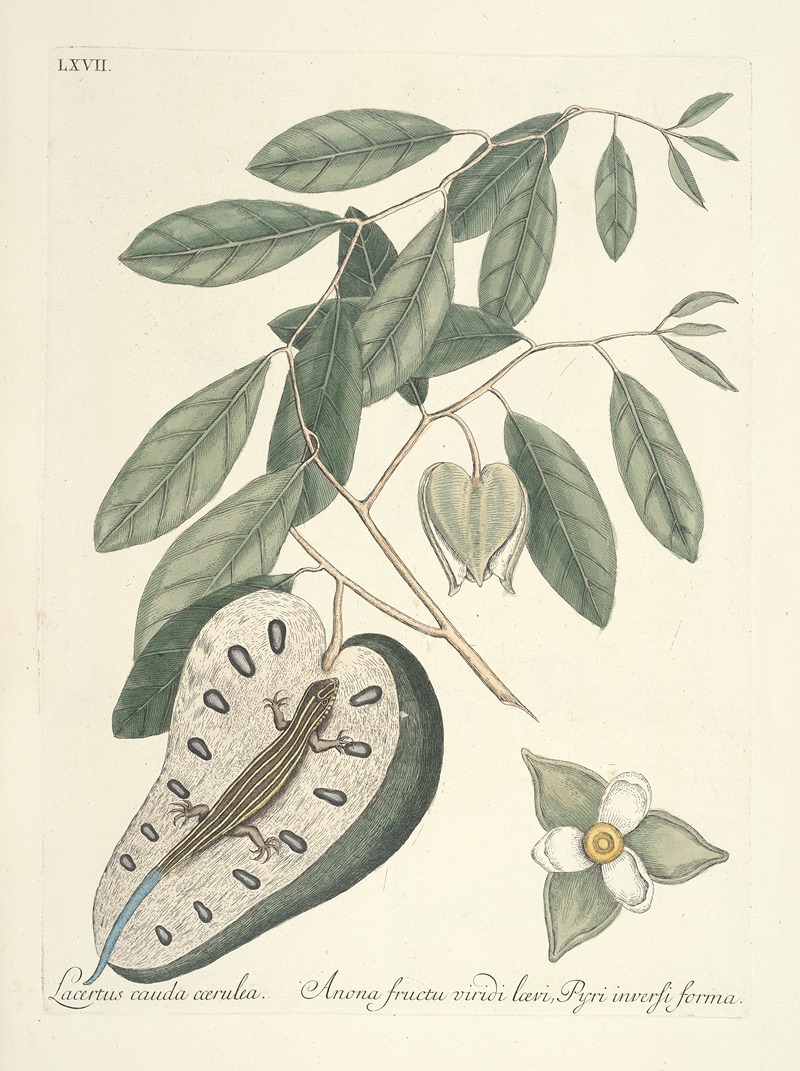 Mark Catesby - Piscium, serpentum, insectorum, aliorumque nonnullorum animalum nec non plantarum quarundam imagines Pl.067