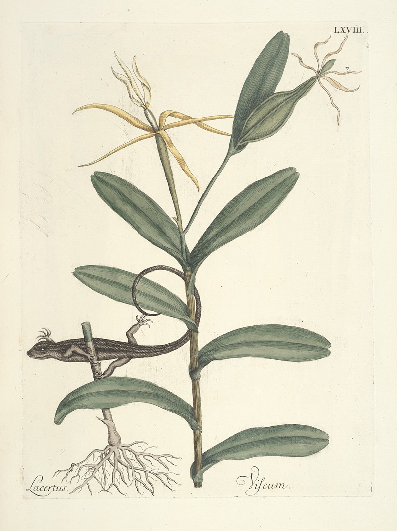 Mark Catesby - Piscium, serpentum, insectorum, aliorumque nonnullorum animalum nec non plantarum quarundam imagines Pl.068