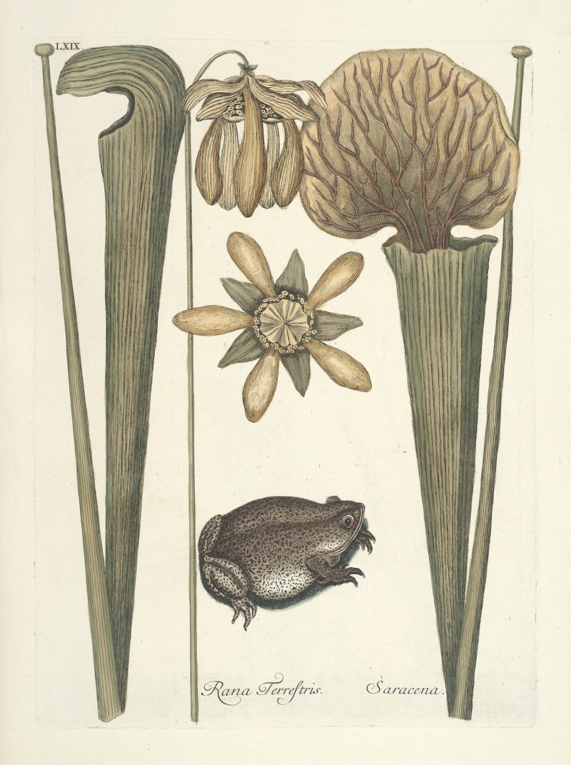 Mark Catesby - Piscium, serpentum, insectorum, aliorumque nonnullorum animalum nec non plantarum quarundam imagines Pl.069