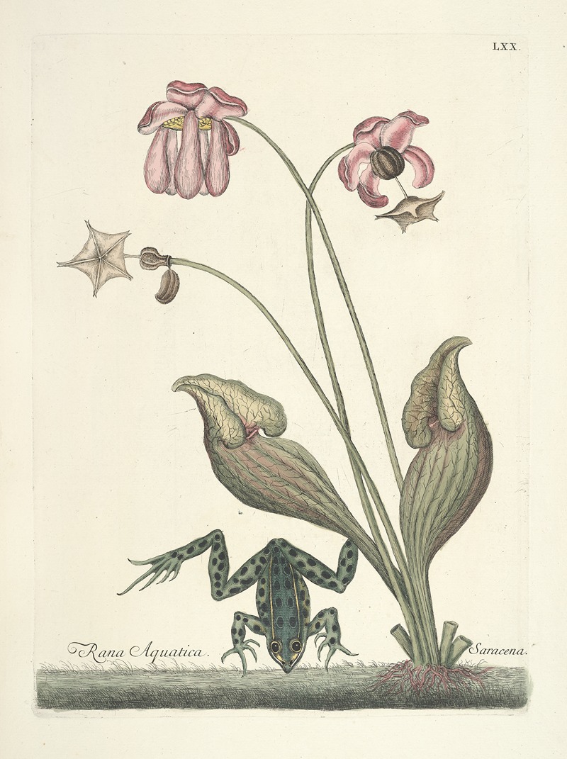 Mark Catesby - Piscium, serpentum, insectorum, aliorumque nonnullorum animalum nec non plantarum quarundam imagines Pl.070