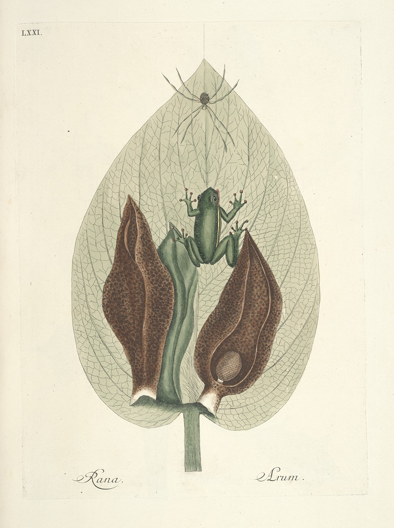 Mark Catesby - Piscium, serpentum, insectorum, aliorumque nonnullorum animalum nec non plantarum quarundam imagines Pl.071