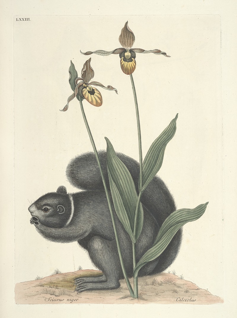 Mark Catesby - Piscium, serpentum, insectorum, aliorumque nonnullorum animalum nec non plantarum quarundam imagines Pl.073