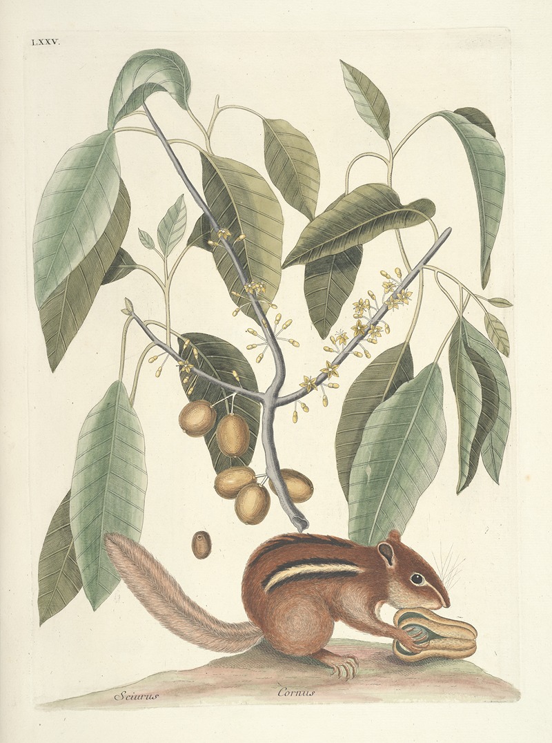 Mark Catesby - Piscium, serpentum, insectorum, aliorumque nonnullorum animalum nec non plantarum quarundam imagines Pl.075