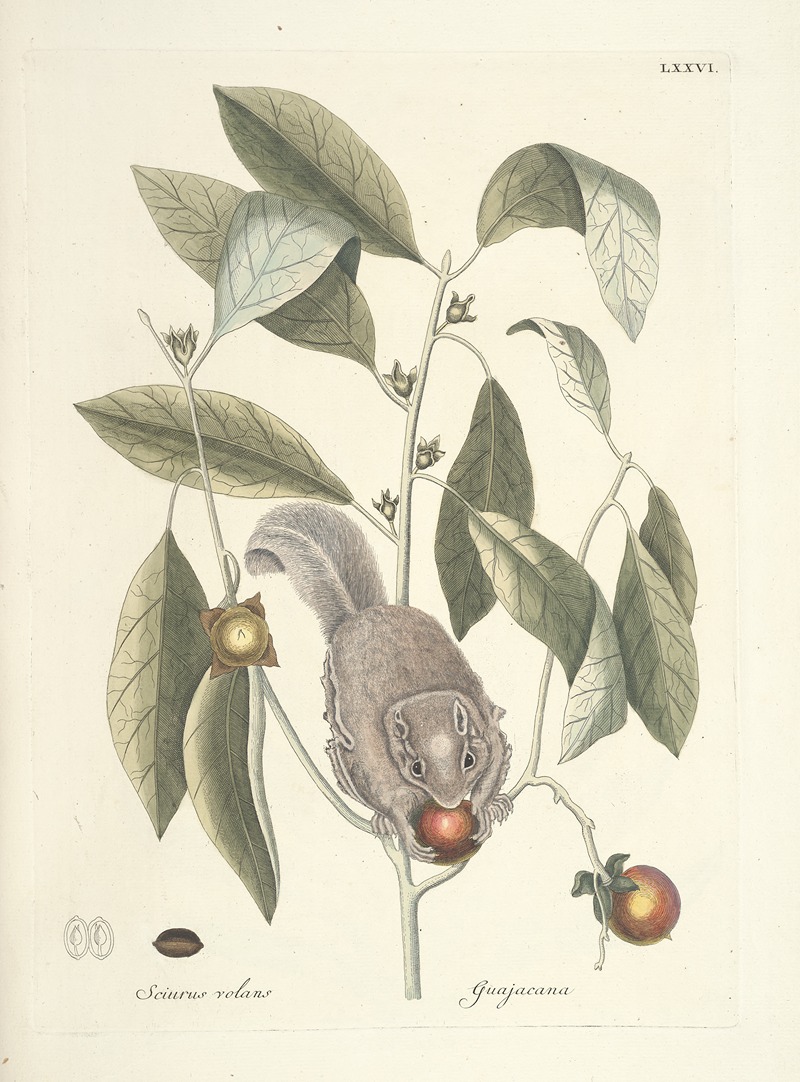 Mark Catesby - Piscium, serpentum, insectorum, aliorumque nonnullorum animalum nec non plantarum quarundam imagines Pl.076