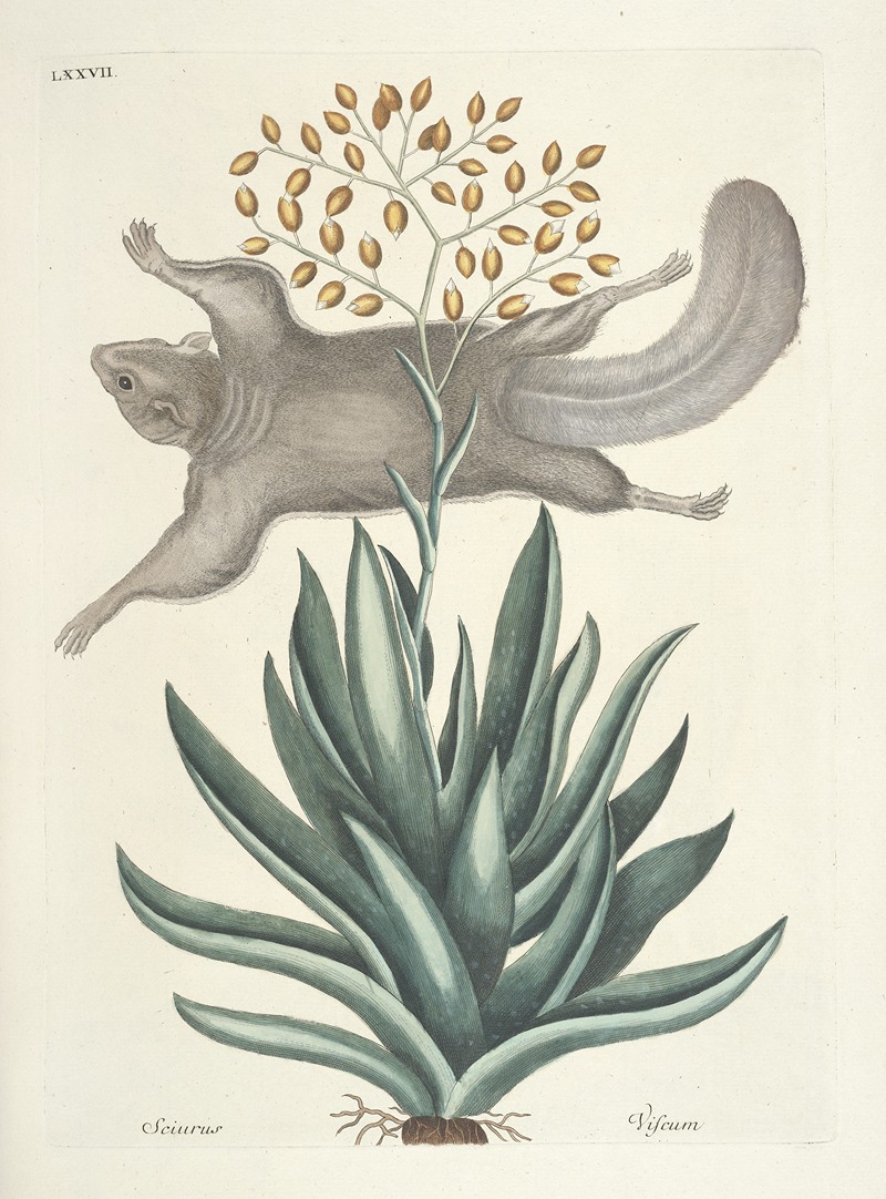 Mark Catesby - Piscium, serpentum, insectorum, aliorumque nonnullorum animalum nec non plantarum quarundam imagines Pl.077