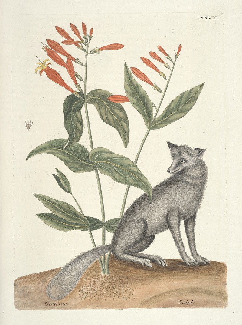 Mark Catesby - Piscium, serpentum, insectorum, aliorumque nonnullorum animalum nec non plantarum quarundam imagines Pl.078