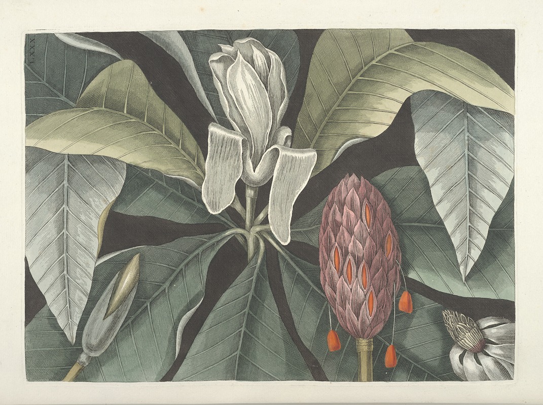 Mark Catesby - Piscium, serpentum, insectorum, aliorumque nonnullorum animalum nec non plantarum quarundam imagines Pl.080