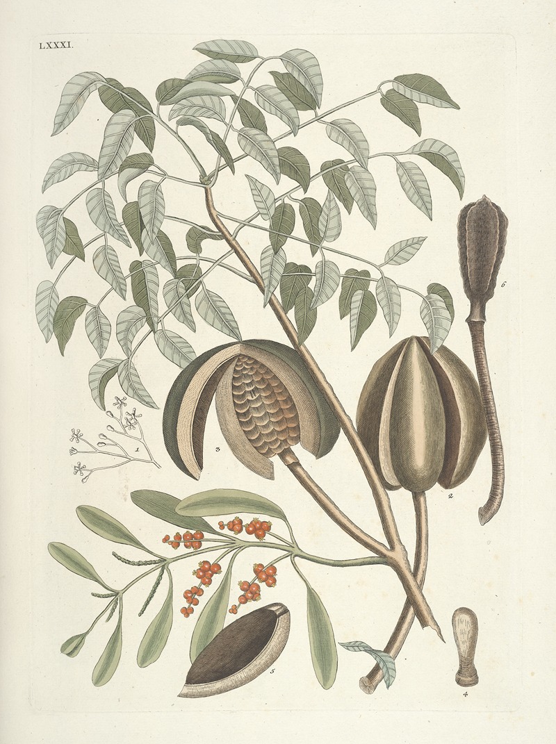 Mark Catesby - Piscium, serpentum, insectorum, aliorumque nonnullorum animalum nec non plantarum quarundam imagines Pl.081