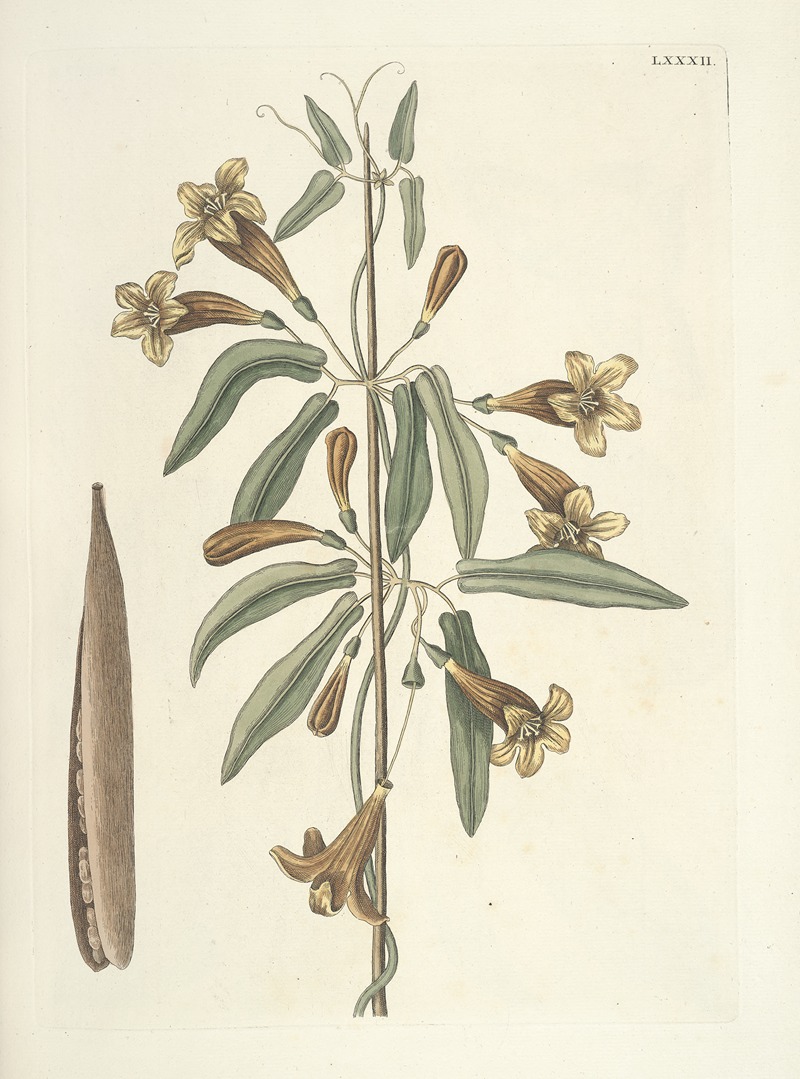 Mark Catesby - Piscium, serpentum, insectorum, aliorumque nonnullorum animalum nec non plantarum quarundam imagines Pl.082