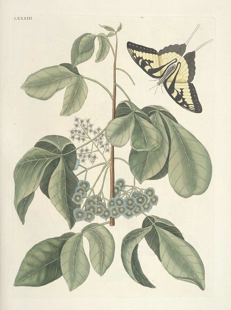 Mark Catesby - Piscium, serpentum, insectorum, aliorumque nonnullorum animalum nec non plantarum quarundam imagines Pl.083